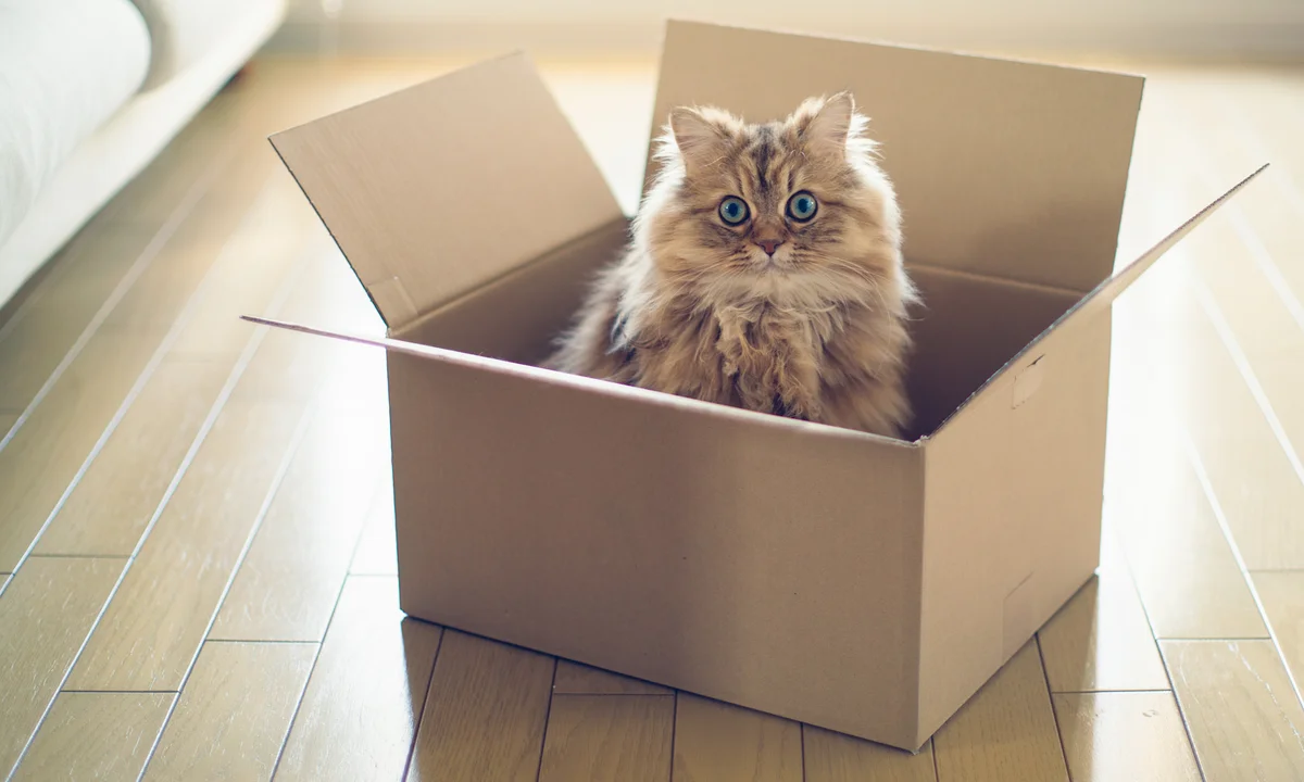 Cat sitting in a box